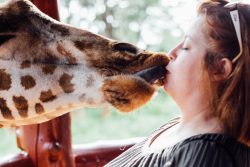 GiraffeKiss (1 of 1)